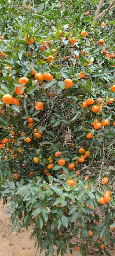 Sitio Cachoeirinha - Araguaia Marechal Floriano Ngoại thất bức ảnh