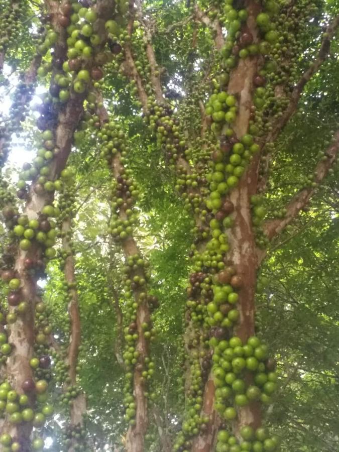 Sitio Cachoeirinha - Araguaia Marechal Floriano Ngoại thất bức ảnh